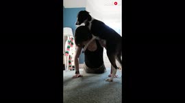 Downwards dog! Pet pooch shows little interest in yoga session
