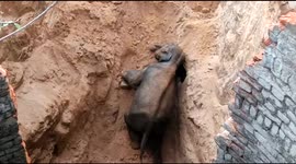 Rescuers dig ramp to free baby elephant trapped in well in northeastern India