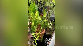 Plant breeder sells rare Philodendron 'Billietiae' for $54k in Thailand
