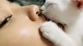 Kitten kisses woman’s lips thinking it was her mother’s nipple