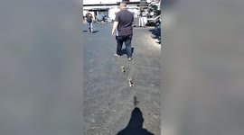 No kitten: Newborn kittens follow Israeli man wherever he goes