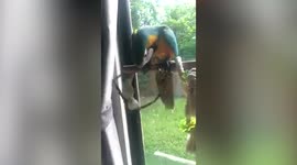 Macaw bird swings two baby green forpus birds in Bangkok