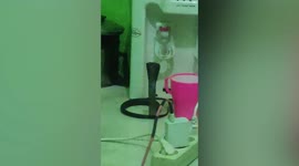Just a ssssssip! Thirsty cobra found drinking cup of water inside Indonesia apartment