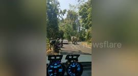 Wild elephant walks past cars on mountain road in Thailand
