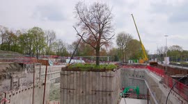 Belgian builders create underground parking lot around 100-year-old tree