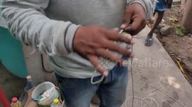 The Indian Ratsnake (Ptyas mucosus) that was in the well was rescued in South India.