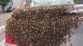 Several hundred honeybees swarm parked car