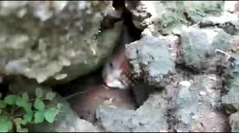 A cat stuck in a rat hole in East Jakarta, Indonesia