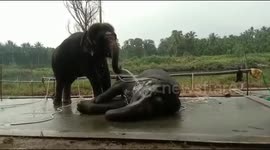 Elephant relaxes as she is cooled down by sibling holding hosepipe in India