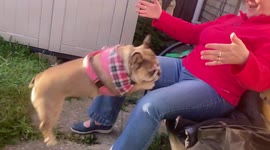 Lovely British French Bulldog running towards owner ,would look good on slow mo