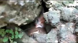 A cat stuck in a rat hole in East Jakarta, Indonesia