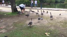 The peaceful scene with dugs and some old man in ciutadella park of brcellona