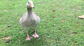 The cutest goose is coming and it is so green and sunny day in ciutadella park