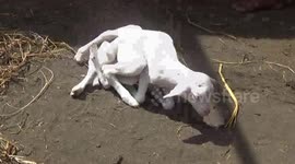 Goat born with 7 legs and 'multiple sexes' in Indonesia