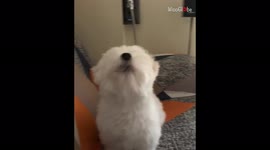 'Filipino Woman Shows how She gets her Dog to Stop Crying Instantly'