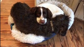 This bed ain't big enough for the two of us! Naughty dachshund tries to steal bed from doggie sister