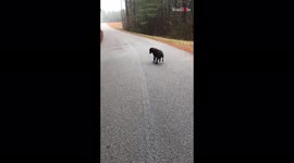 'Quirky Dog Thinks he's being Chased by his Leash'
