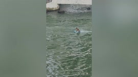 Pet dog seen wakeboarding behind boat in Mexico