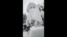 Satisfying slo-mo of huge snow blocks falling off tree in canada
