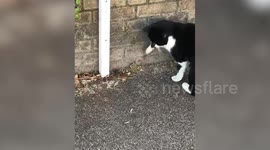 Watch this super sassy mouse squaring up to a cat - Tom and Jerry style