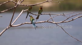 Blue-tailed bee-eater trio spotted in Sri Lanka
