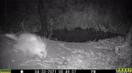 Porcupine shows its defensive moves in view of trail-camera in Idaho.
