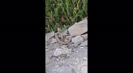 CAT VS SNAKE /REAL FIGHT KING COBRA VS SMALL CAT IN BACK SIDE HOME