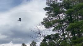 Great Blue Heron Flying from a Tree on a Maine River