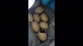 The eight ayes that savoured heavy rainfall because of the assistance from their owner