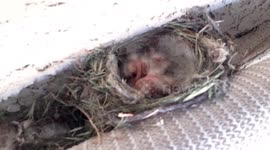 Just hatched little baby birds hours old first day of life