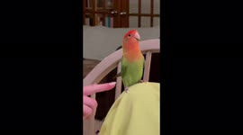 Silly lovebird parrot loves jumping  up and down to the beat