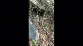 Little Kobodo monitor (savannah forest lizard) visiting outside