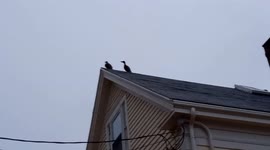 Ducks on a Rooftop With Personal Space Issues - Strange Animal Behavior