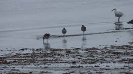 Snowy Egret Catching Fish In Front of Sandpipers in Marblehead, Massachusetts