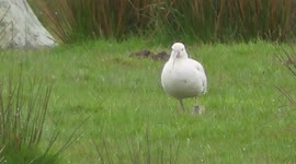 Rare white Curlew spotted in Teesdale County Durham