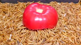 Watch 10,000 mealworms devour a tomato in gruesome time-lapse