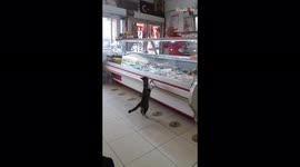 'Cat Acts like a Customer at Meat Shop by Standing on Two Legs '