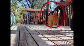 Meet Buffy the chicken training to take on obstacle courses