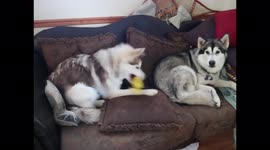 Alaskan Malamutes Fish and Sojou Squeaky Toy Love