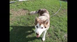 Alaskan Malamute Fish tangled up on his line