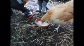 Chicken and Noodles go Together