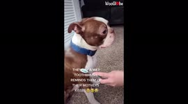 TikTok trend sees owners brush their dogs with wet toothbrushes to replicate 'mothers' kisses'