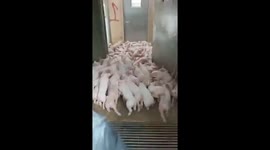 The woman tried to bring hundreds of pigs that escaped from the barn back to the barn