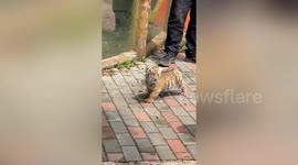 Tiny tiger cub taken for a stroll around zoo in China by keeper