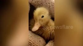 Woman who hatched duckling from an egg bought at supermarket now keeps it as a pet