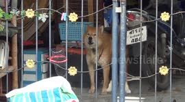 Loyal pet dog waiting for owner to return two weeks after they were taken to hospital with Covid-19