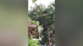 Python gets in a tangle while slithering over electricity cables