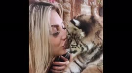 Cute little baby tiger getting a lot of love