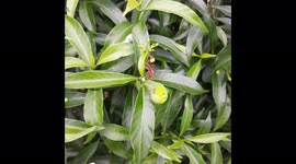 HORNET  VS CATERPILLAR / HORNET ATTACK CATERPILLAR IN GARDEN