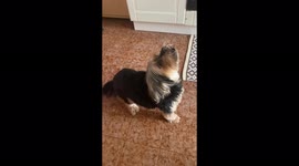 Cute yorkshire puppy always sings when he hears his favourite song